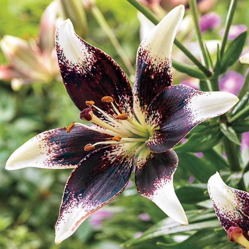 brecks asiatic lilies Netty's Pride Lily