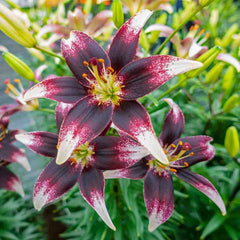 Lily US Wildflower - Atamasco Lily, Rain Lily, Easter-lily, Naked Lady