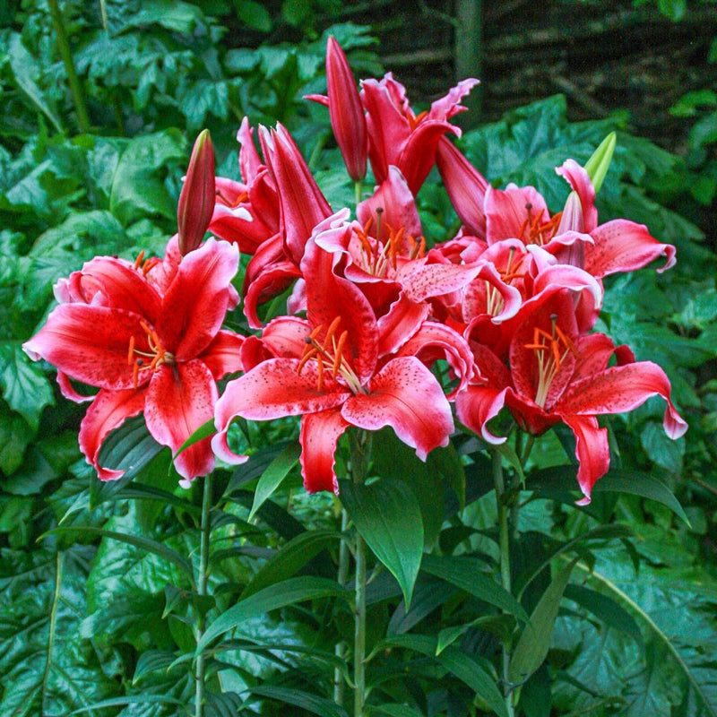 Buy Red Flash Lily Bulbs Online | Asiatic Lilies | Breck's Buy Red Flash Lily Bulbs Online | Asiatic Lilies | Breck's