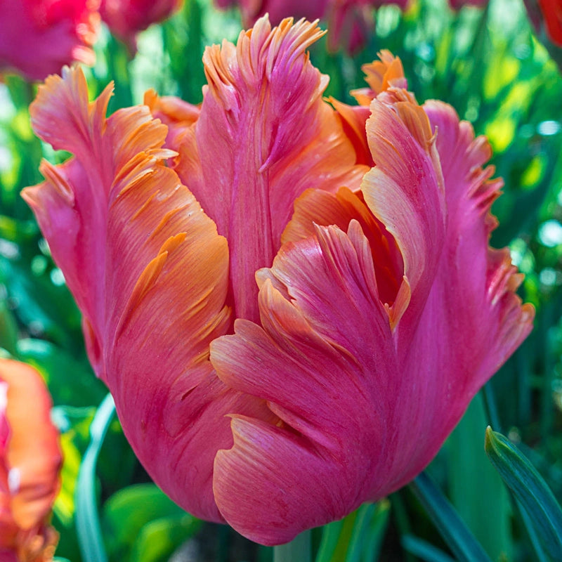 Breck's Parrot Tulip