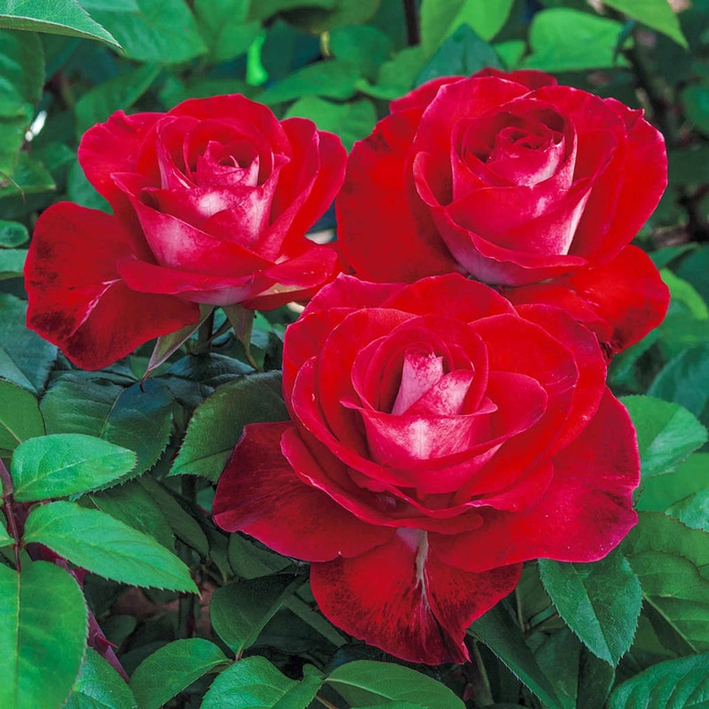 Turbo Roses Smokin' Hot Hybrid Tea Jumbo Rose | Shop Online | Breck's