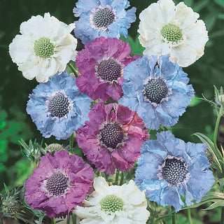 Isaac House Pincushion Flower Blend