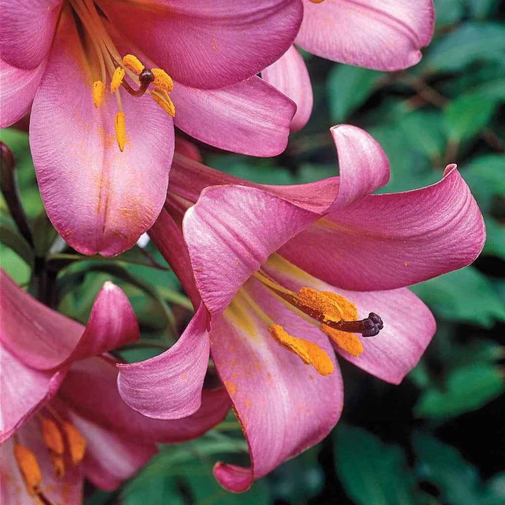 Shop Pink Perfection Trumpet Lily | Lily Bulbs | Breck's