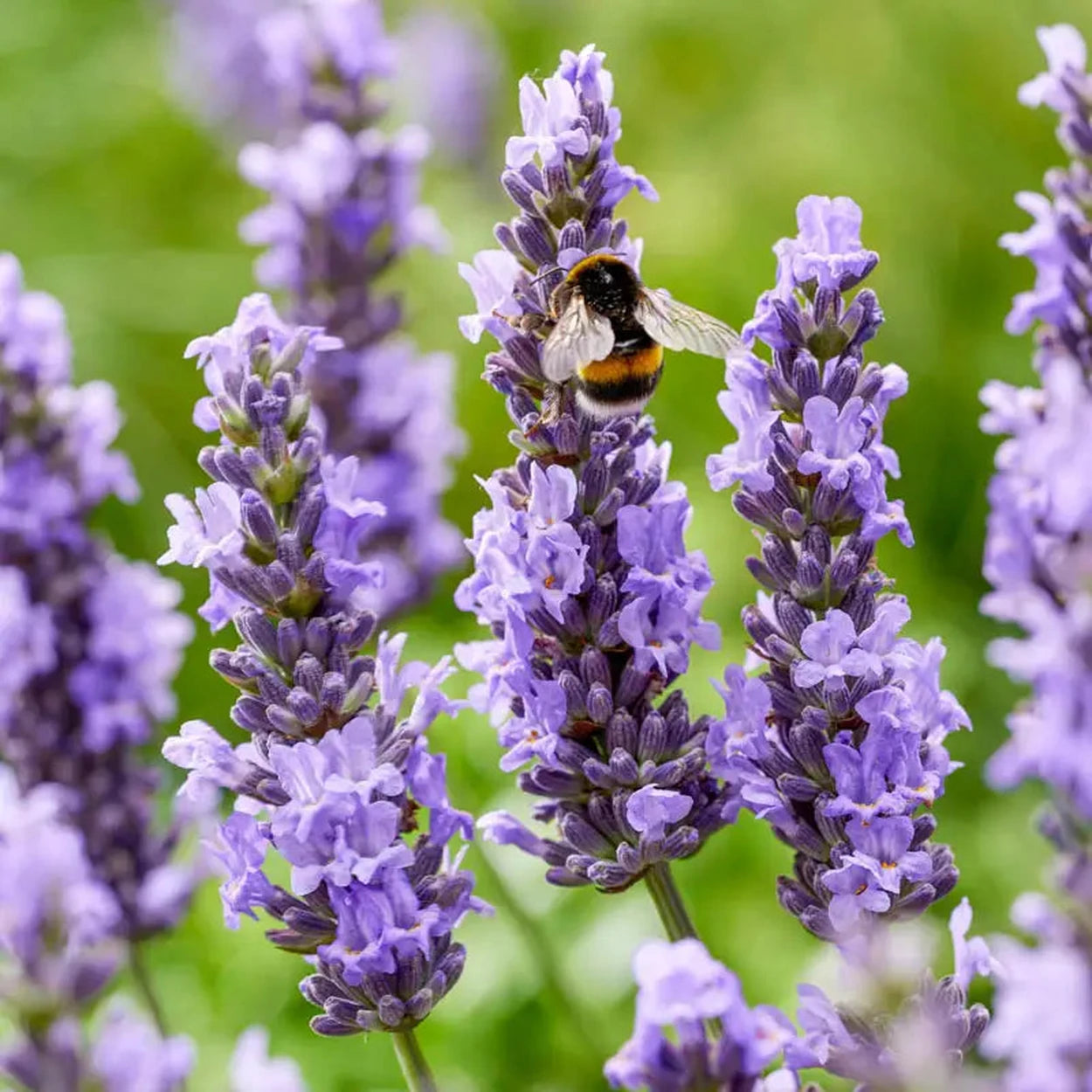 buying lavender plants online Sensational!® Lavender