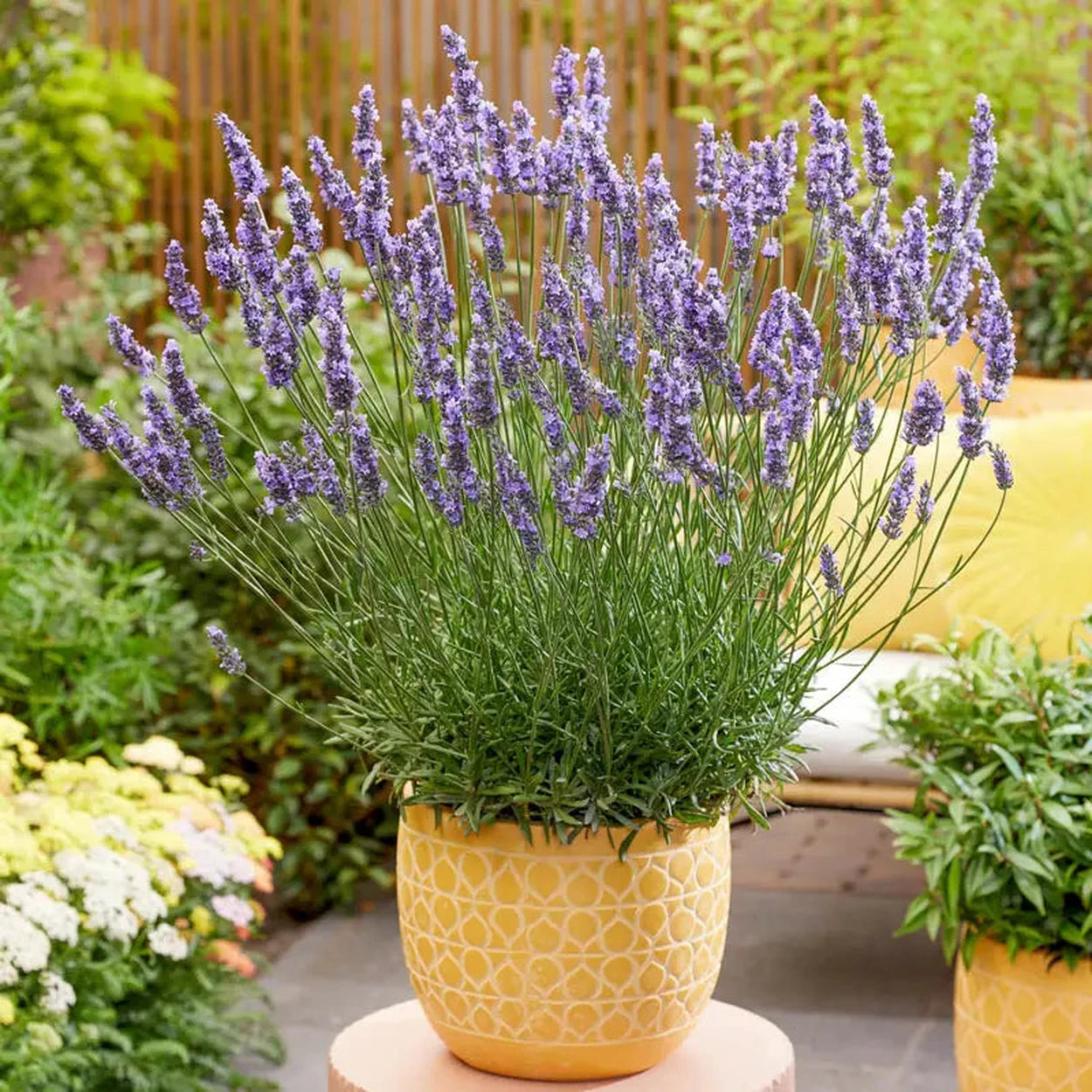 do lavender plants like sun Sensational!® Lavender