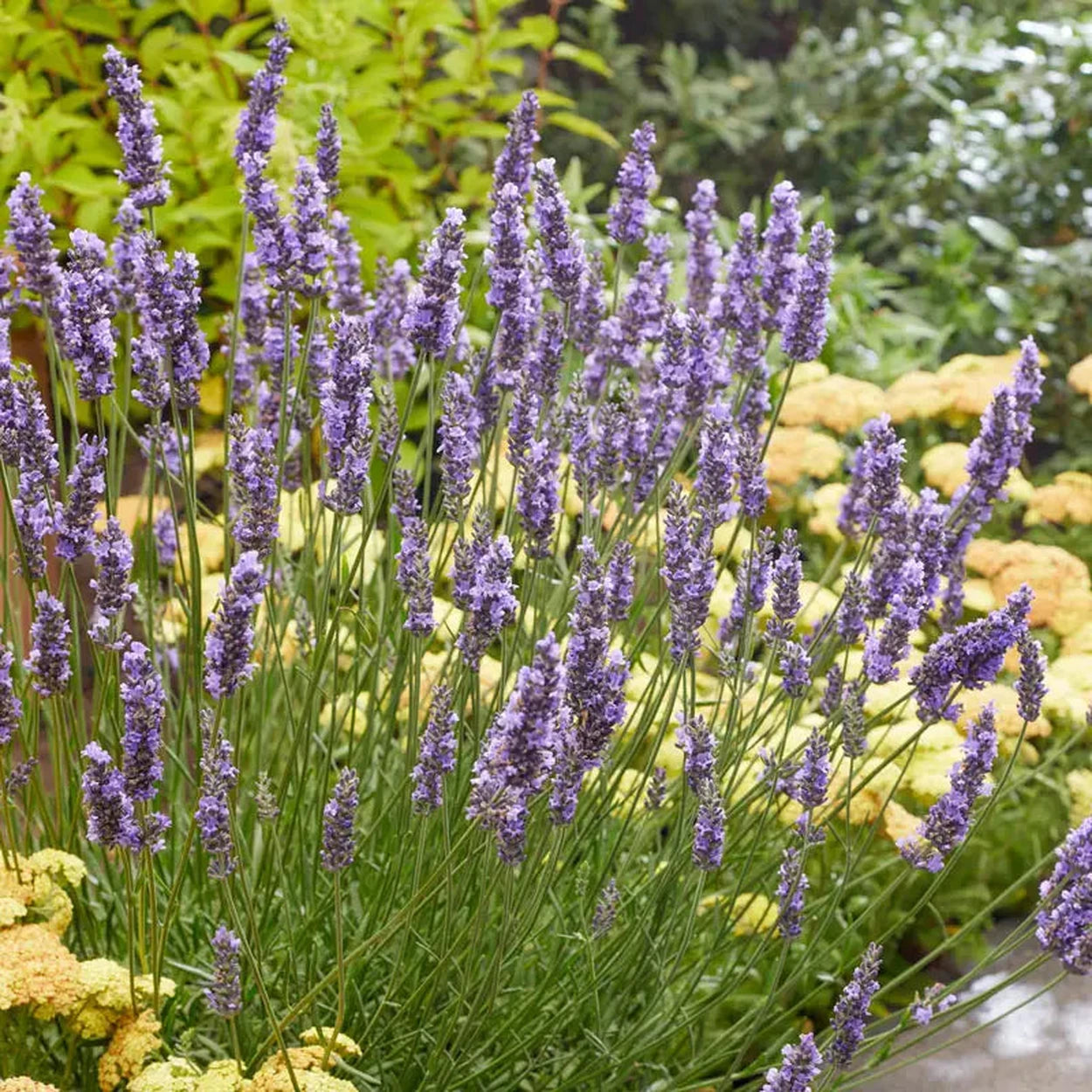 buy lavender plants Sensational!® Lavender