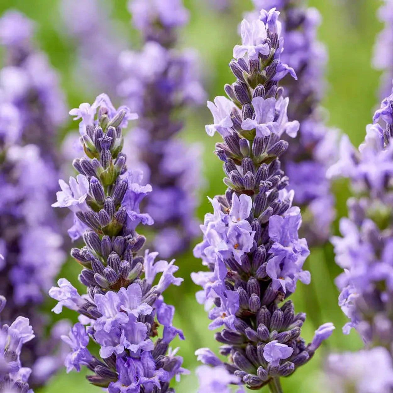 lavender flower where to buy Sensational!® Lavender