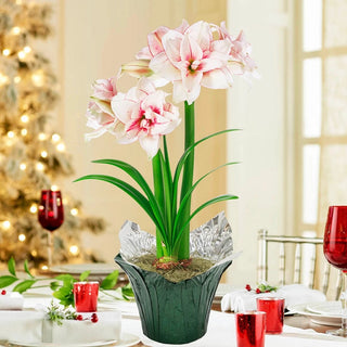 Elvas Amaryllis in Foil Wrapped Pot