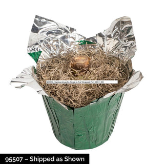 Samba Amaryllis Single In Foil Wrapped Pot