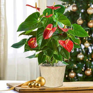 anthurium planter Red Anthurium in Planter