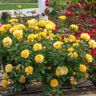Doris Day Floribunda Rose