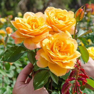 Doris Day Floribunda Rose