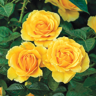 Doris Day Floribunda Rose