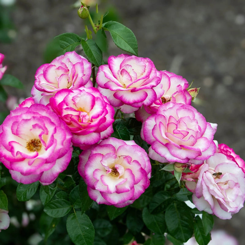 Miss Congeniality Grandiflora Rose | Breck's