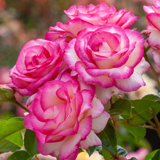 Miss Congeniality™  Grandiflora Rose