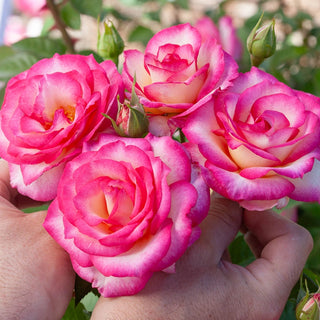 Miss Congeniality™  Grandiflora Rose