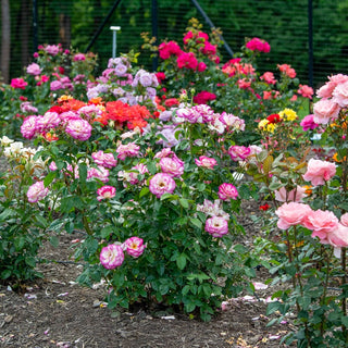 Miss Congeniality™  Grandiflora Rose