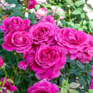 Pretty Lady Rose™  Hybrid Tea Rose