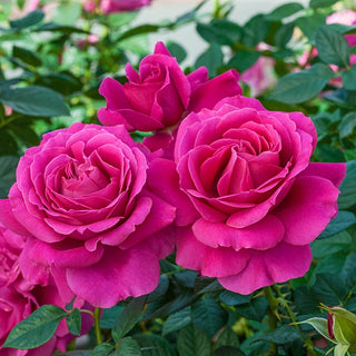 Pretty Lady Rose™  Hybrid Tea Rose