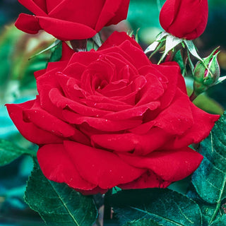 Mister Lincoln Hybrid Tea Rose