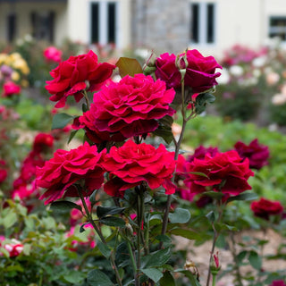 Mister Lincoln Hybrid Tea Rose