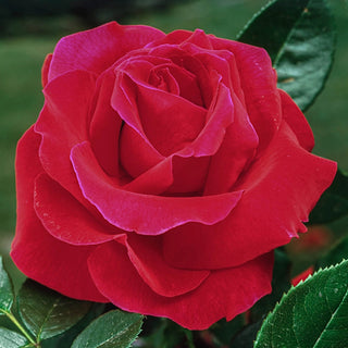 Mister Lincoln Hybrid Tea Rose