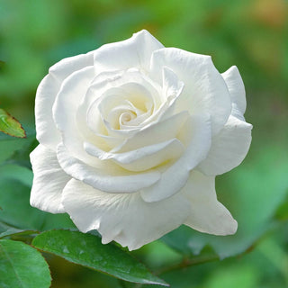 Rose Bushes For Sale - Shop Rose Plants | Breck's – Brecks