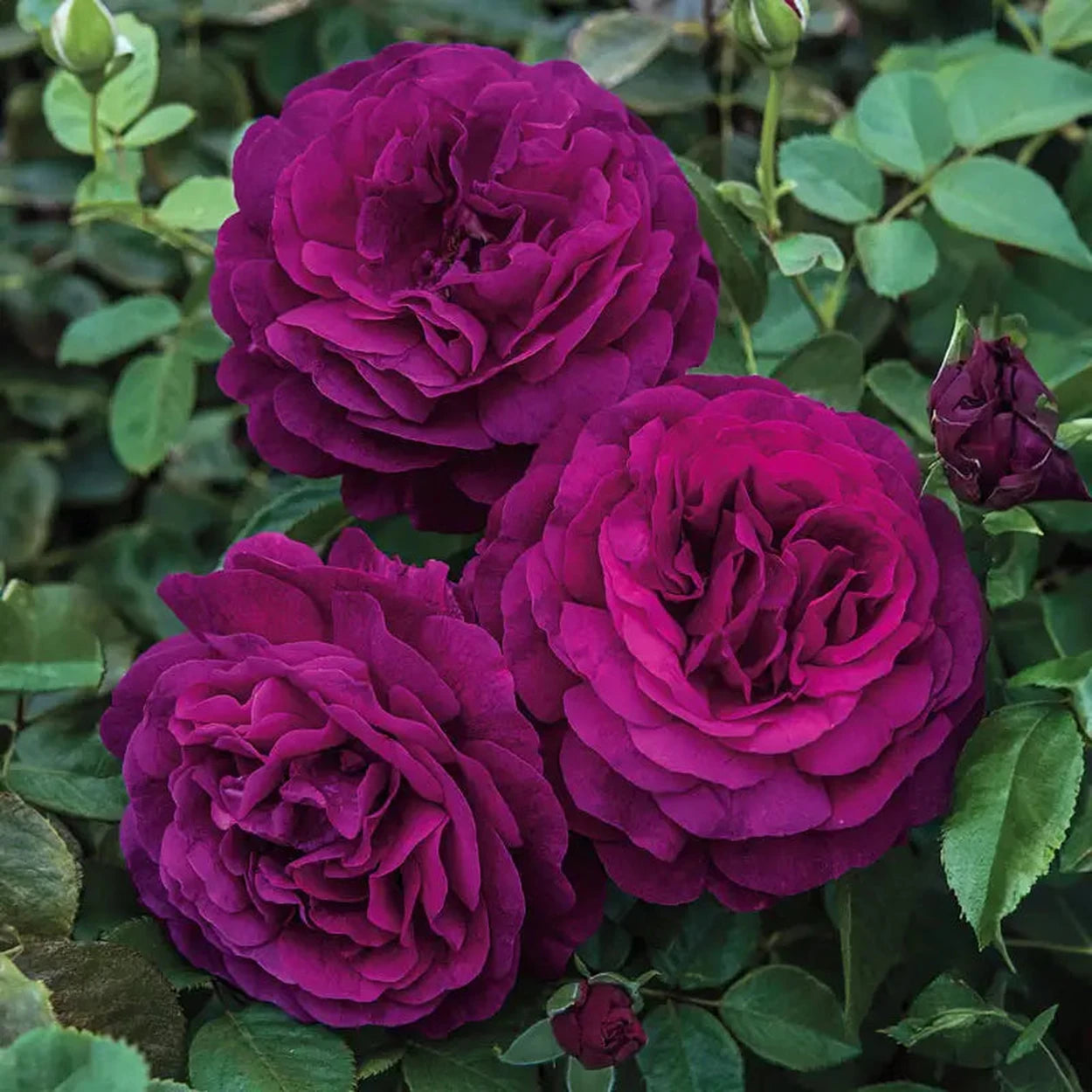 Twilight Zone Grandiflora Rose | Breck's Twilight Zone Grandiflora Rose | Breck's