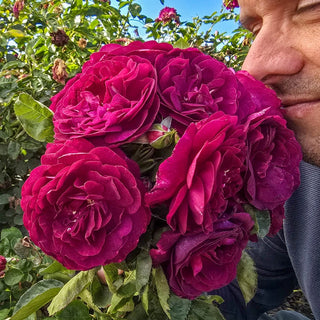 Twilight Zone Grandiflora Rose