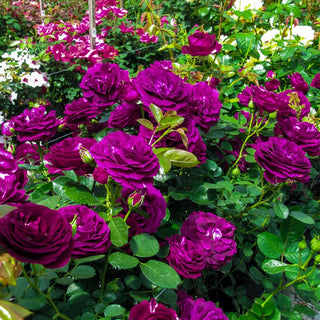 Twilight Zone Grandiflora Rose