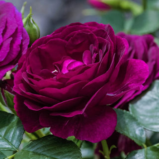 Twilight Zone Grandiflora Rose