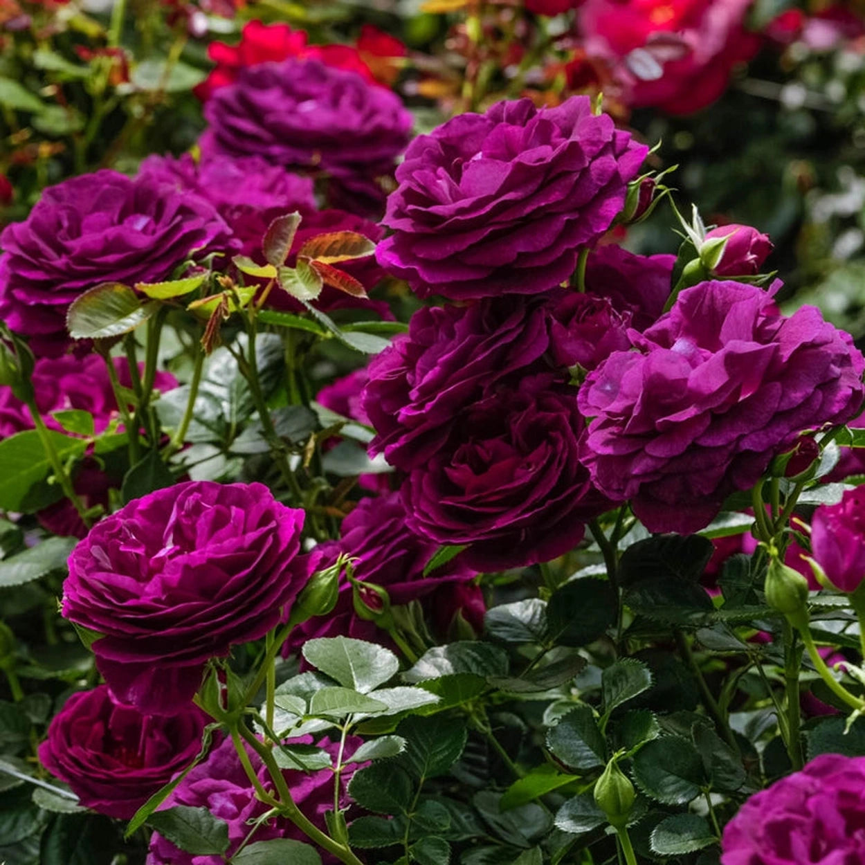 Twilight Zone Grandiflora Rose | Breck's Twilight Zone Grandiflora Rose | Breck's