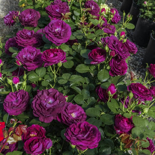 Twilight Zone Grandiflora Rose