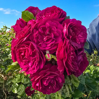 Twilight Zone Grandiflora Rose