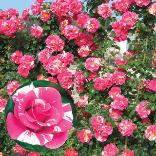 Candy Land Climbing Rose