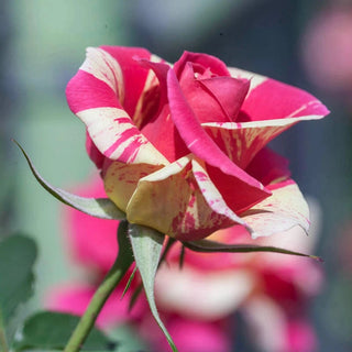 Candy Land Climbing Rose