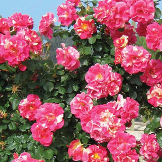 Candy Land Climbing Rose
