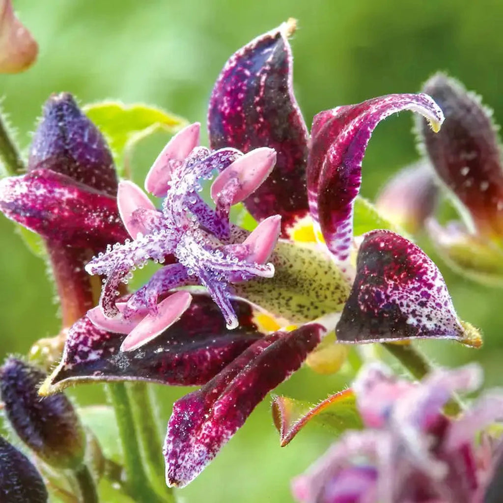 Raspberry Mousse Toad Lily | Breck's