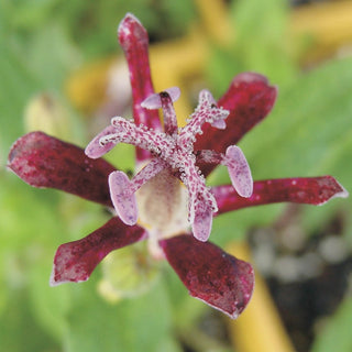 Raspberry Mousse Toad Lily