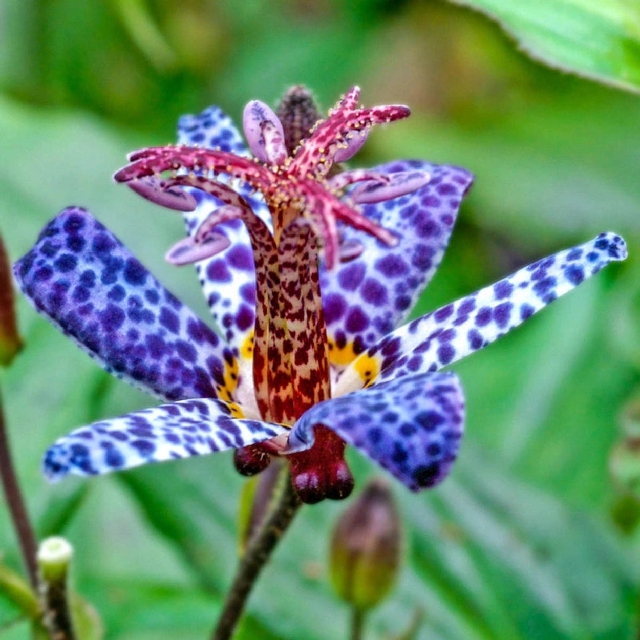 lily blue flower Blue Wonder Toad Lily
