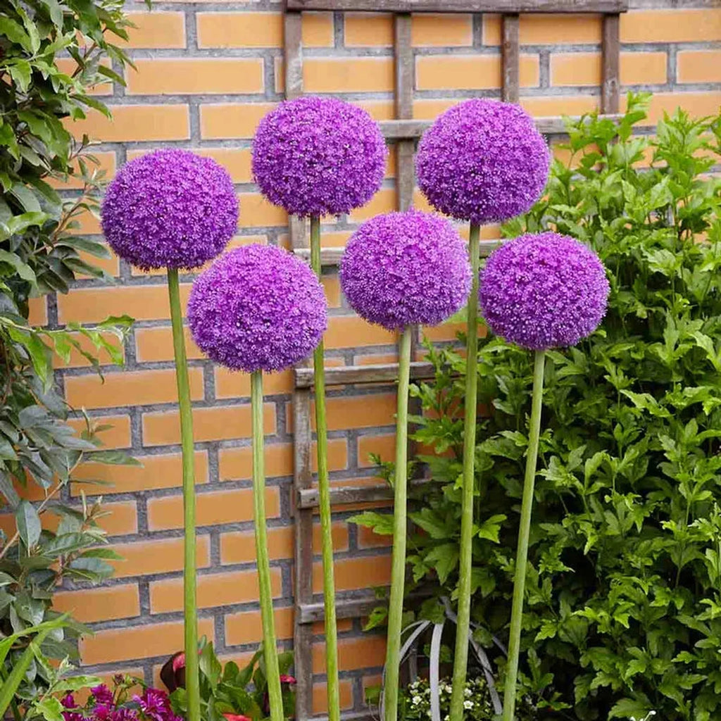 Buy Allium Giganteum Online | Allium Bulbs | Breck's