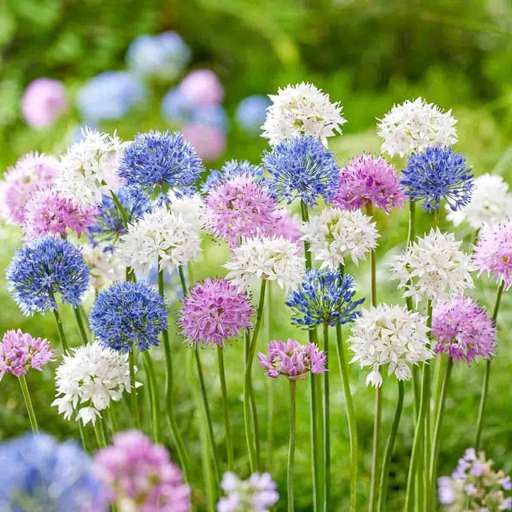 Beeks Bulbs Buy Pastel Pompoms Allium Mixture | Allium Bulbs | Breck's