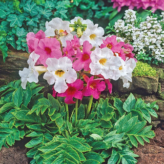 Flowering Fern Mixture