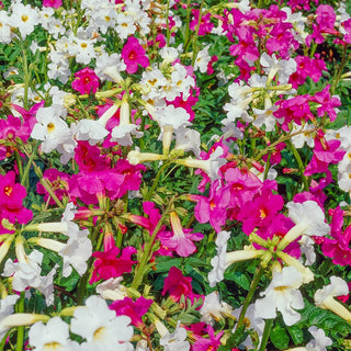 Flowering Fern Mixture