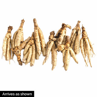 Flowering Fern Mixture