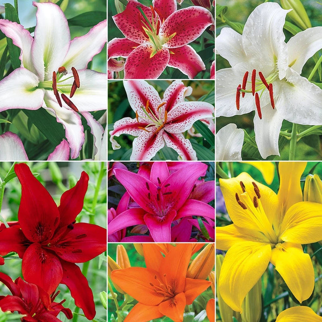 Beeks Bulbs Shop Ben's Super Lily Collection | Lily Bulbs | Breck's