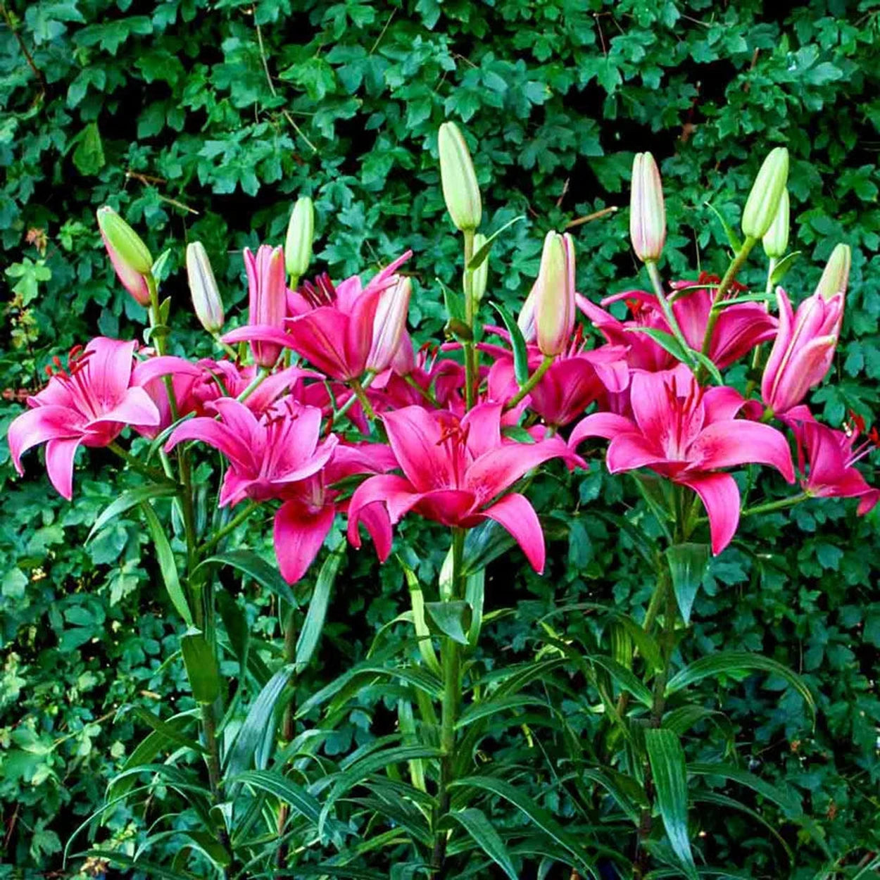 brecks asiatic lilies Pink County Lily