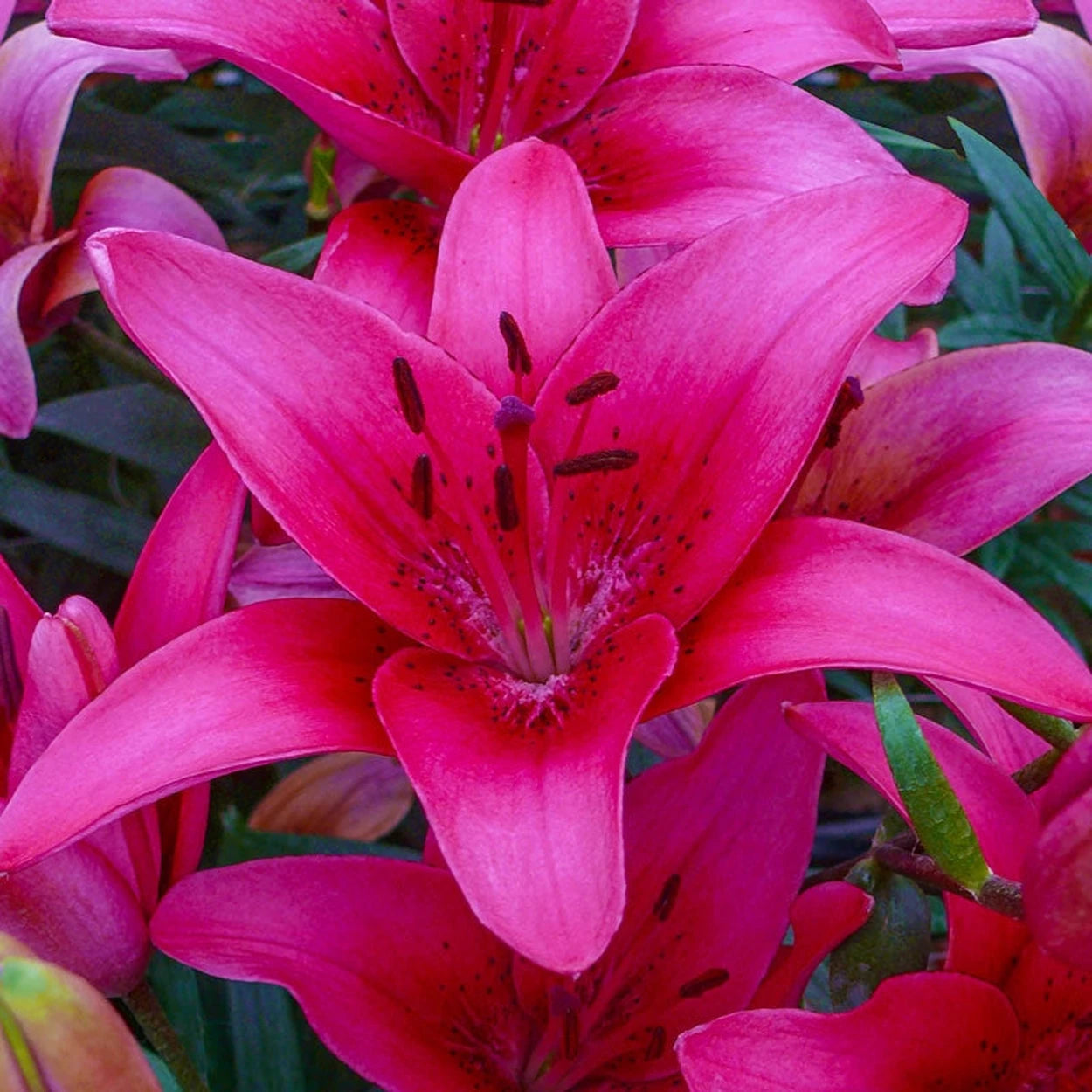 brecks asiatic lilies Ben's Asiatic Lily Collection