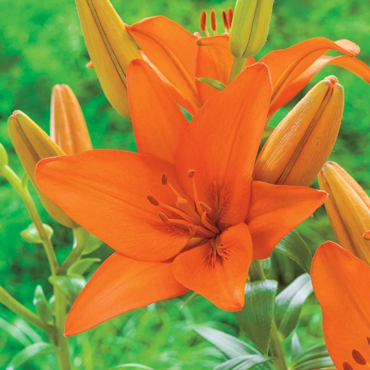 asiatic lily seed Ben's Asiatic Lily Collection