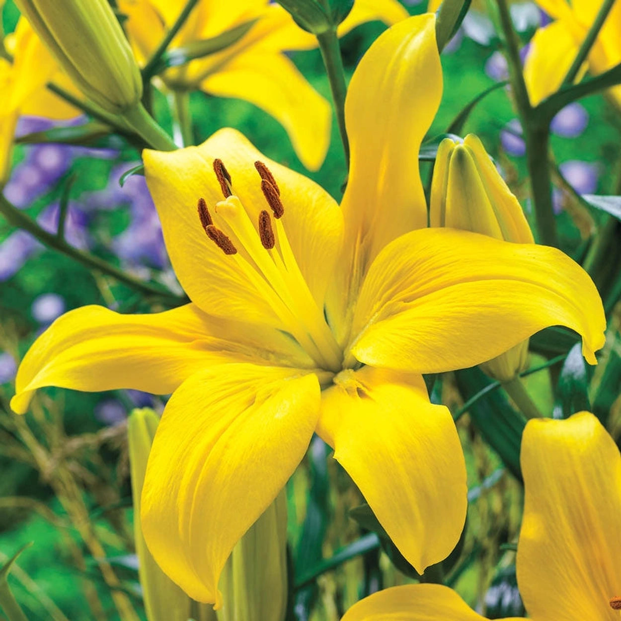brecks asiatic lilies Ben's Asiatic Lily Collection